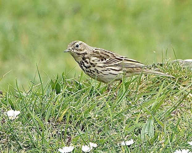 meadow pipit